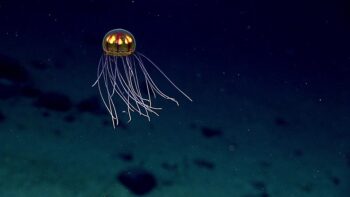 Deep sea jellyfish